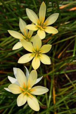 Zephyranthes-Ajax_i-7123_s-61369_r-1_large_progressive.jpg