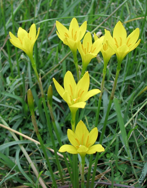 zephyranthes-citrina-i1.jpg