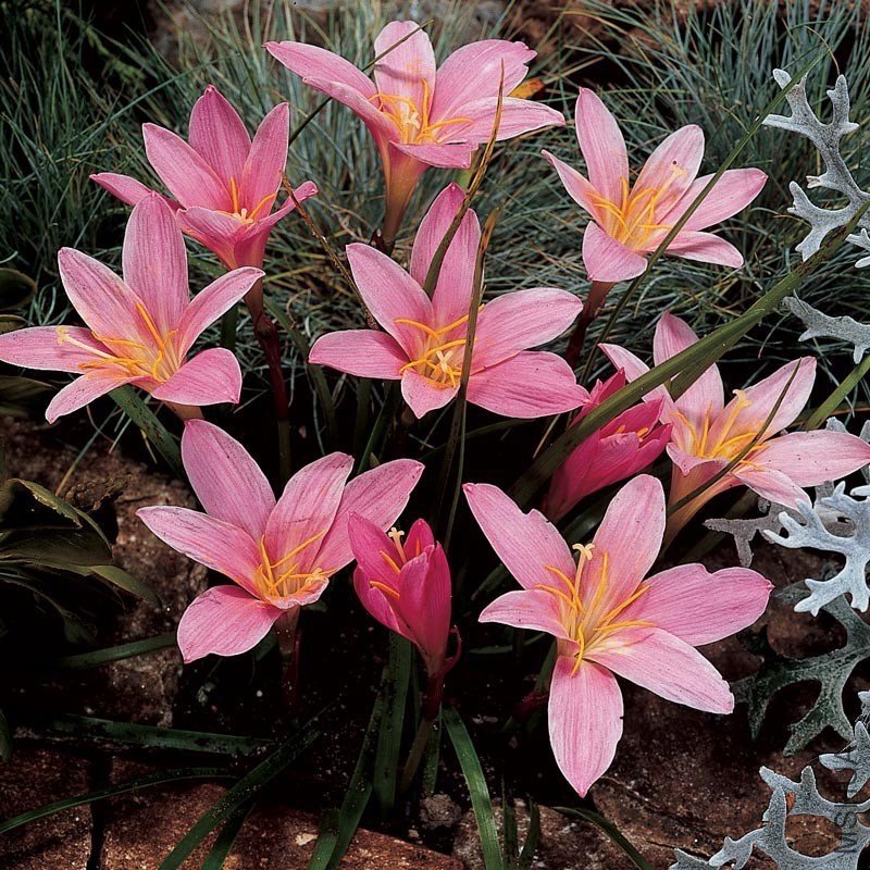 zephyranthes-robustus.jpg