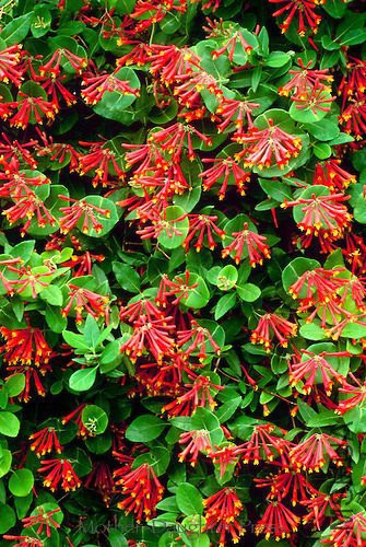 Lonicera brownii -Dropmore Scarlet-.jpg