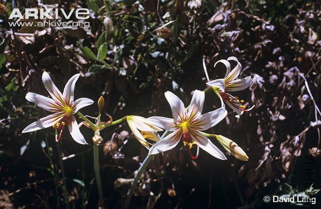 Placea-arzae-flowers.jpg