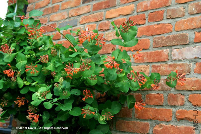 4-Lonicera-x-brownii-Dropmore-Scarlet-on-brick-wall.jpg