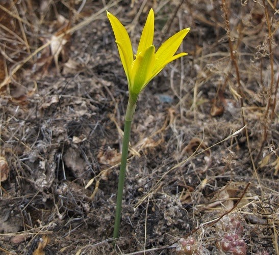 zephyranthes boliviensis.jpg