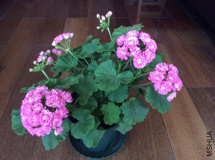 ���� (2).JPG