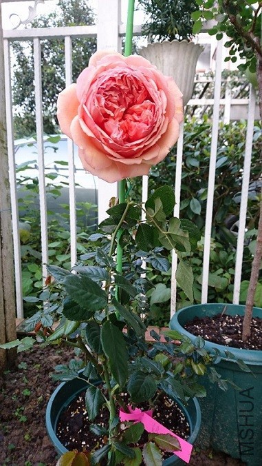 DSC_3049.JPG
