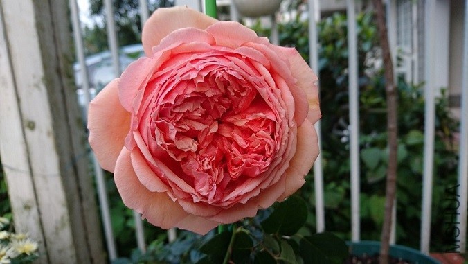 DSC_3050.JPG