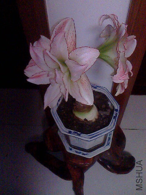 IMG0661A.jpg
