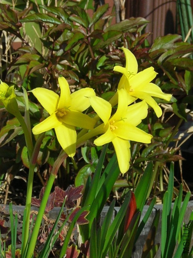 chlidanthus_flowers2.jpg