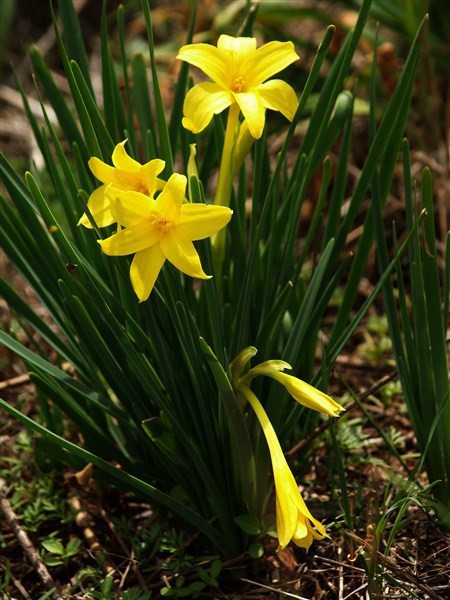 Chlidanthus-Peruvian-Daffodil-3.jpg