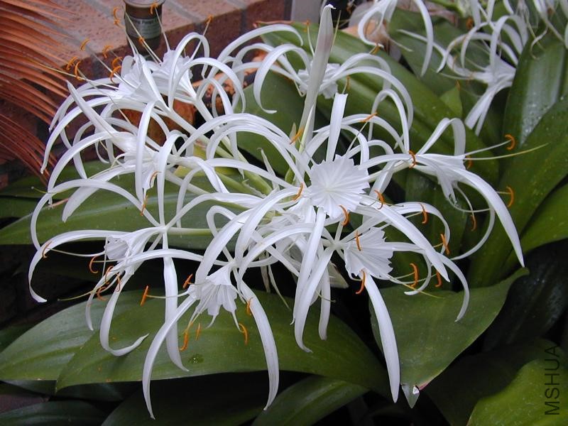 Hymenocallis_caribaea1C2000.jpg