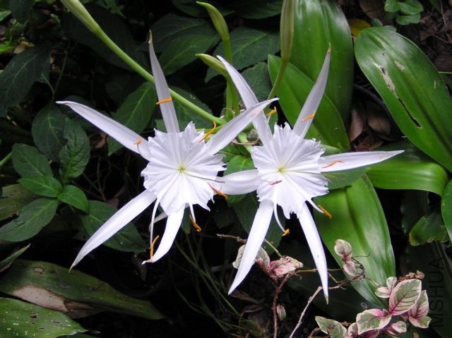 Hymenocallis_eucharidifolia_LP.jpg
