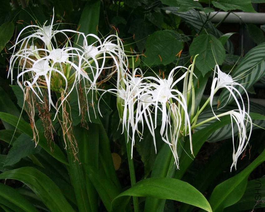 Hymenocallis_expansa.jpg