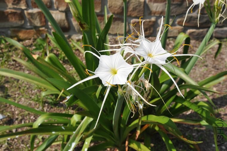 Hymenocallis_liriosme_Nr1261_0593_m.jpg