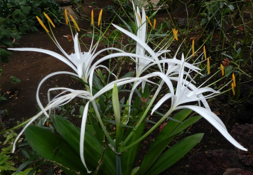 Hymenocallis_littoralis_STC_1.jpg