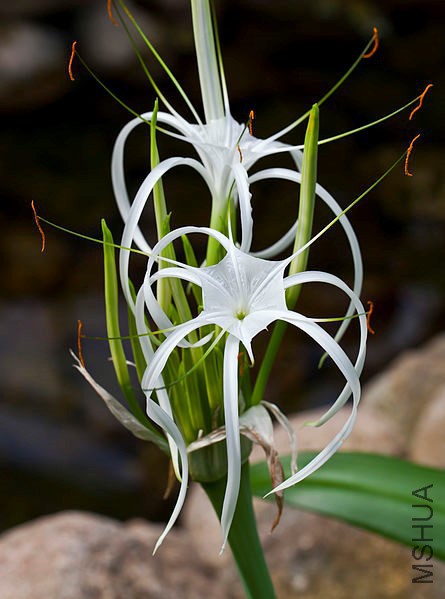 Hymenocallis_speciosa_PDB.jpg
