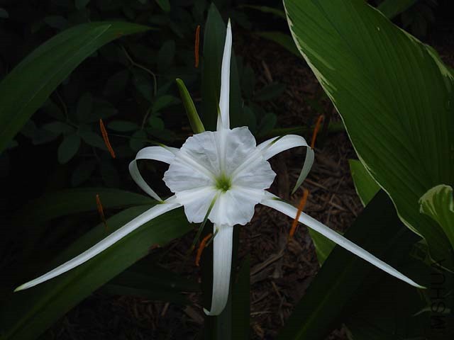 Hymenocallis_TropicalGiant_Closeup_2007_JAY.jpg