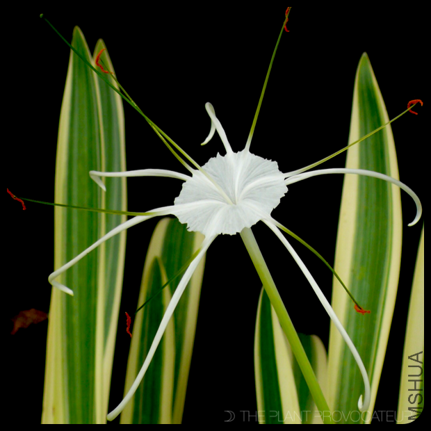 Hymenocallis-caribaea-Variegata-floral-profile.png
