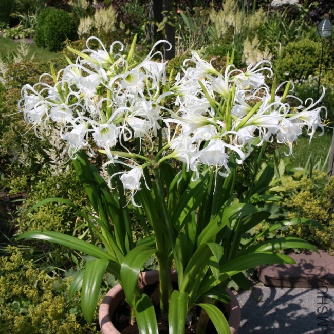 hymenocallis-hymenocallis-festalis-31d.jpg