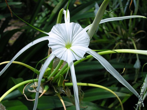 Hymenocallis-Littoralis.jpg