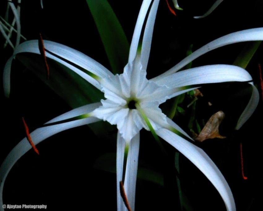 hymenocallis-littoralis-beach-spider-lily-ajaytao.jpg