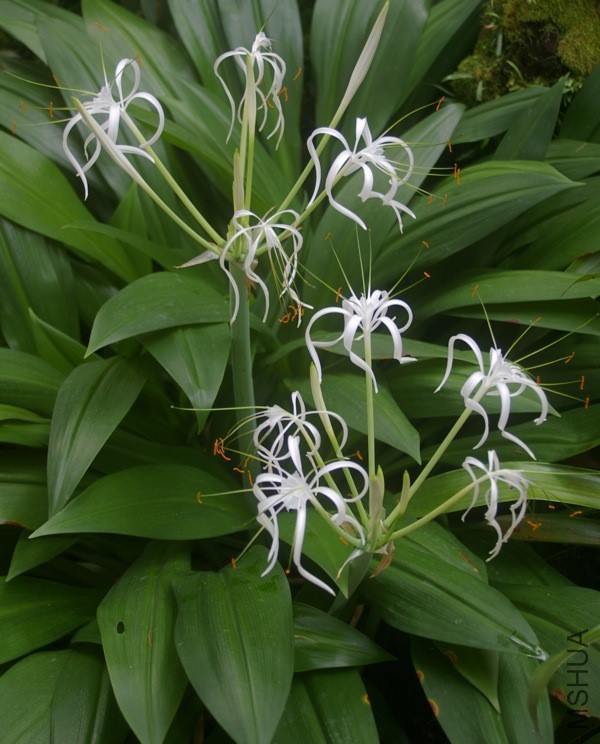 Hymenocallis-tubiflora-SNG2-12_10431.jpg
