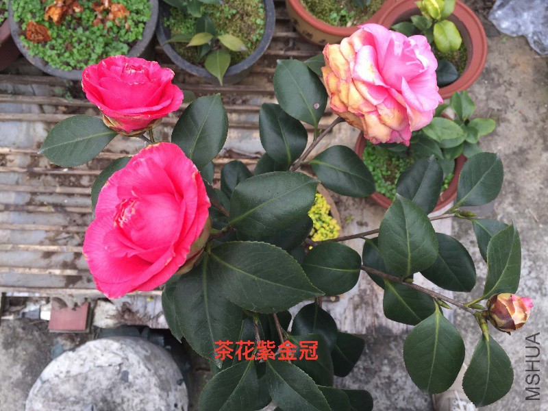 茶花�?���