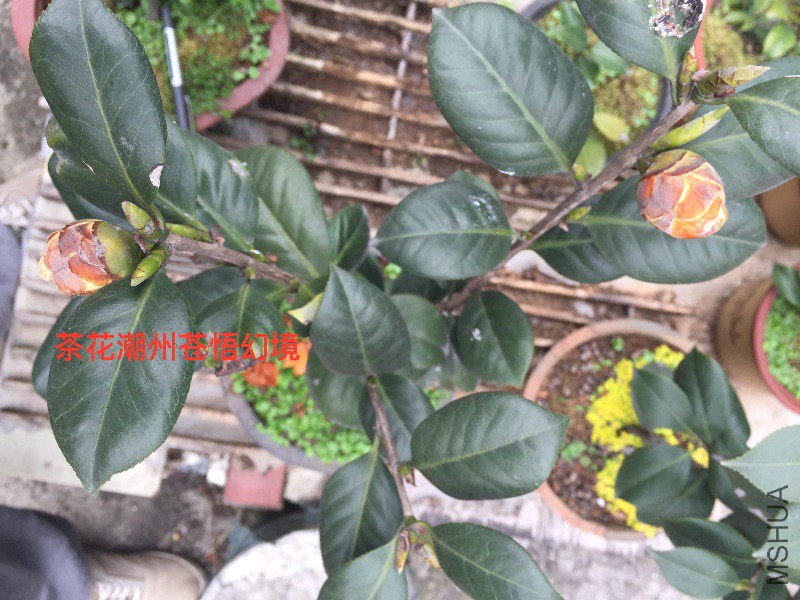 茶花�?��苍悟幻�?.JPG