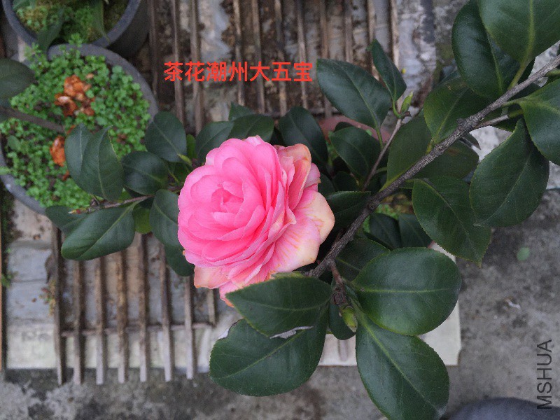 茶花�?��大五�