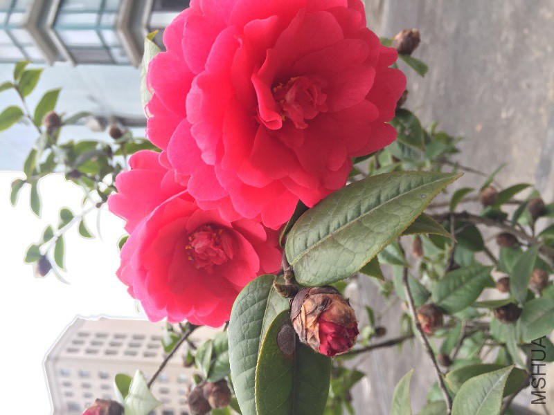 茶花九曲3.JPG