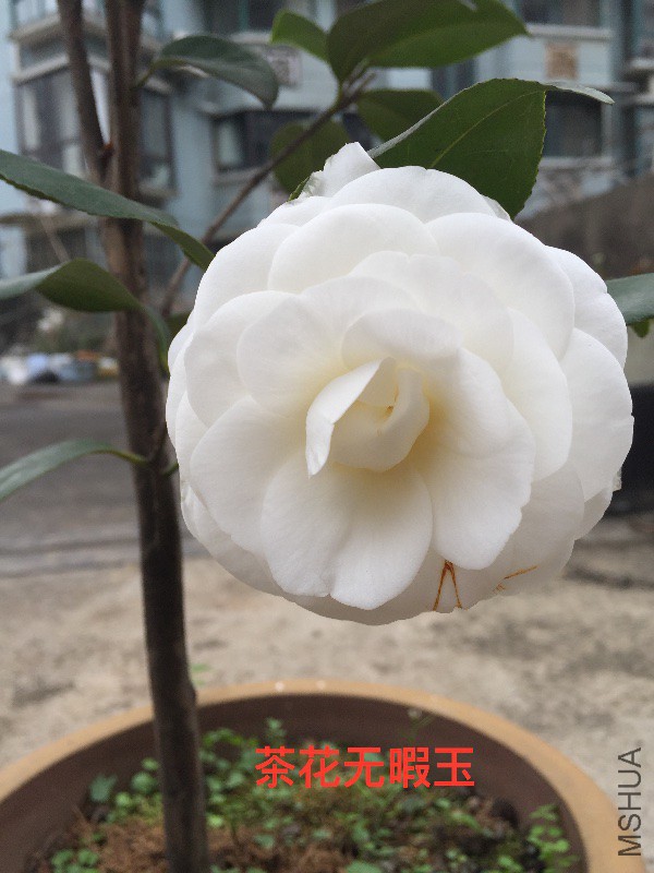 茶花无暇�