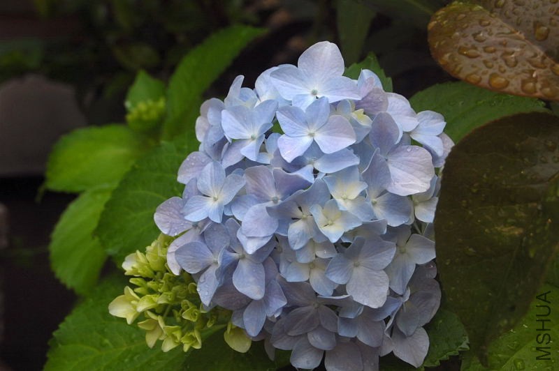DSC_00350035.JPG
