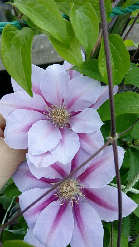 ȥ�꿪�˶���ص��۷�