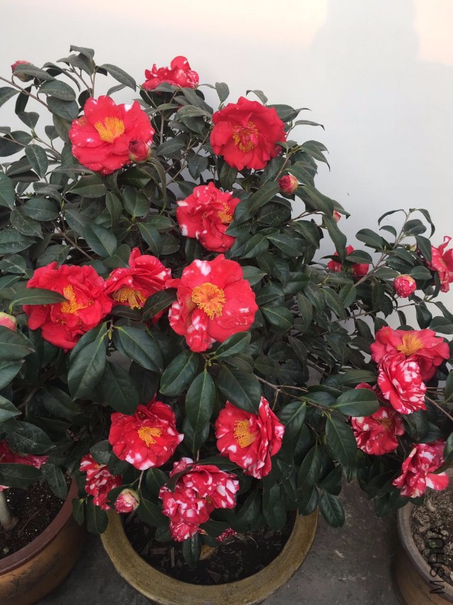 ΢��ͼƬ_20170326173419.jpg