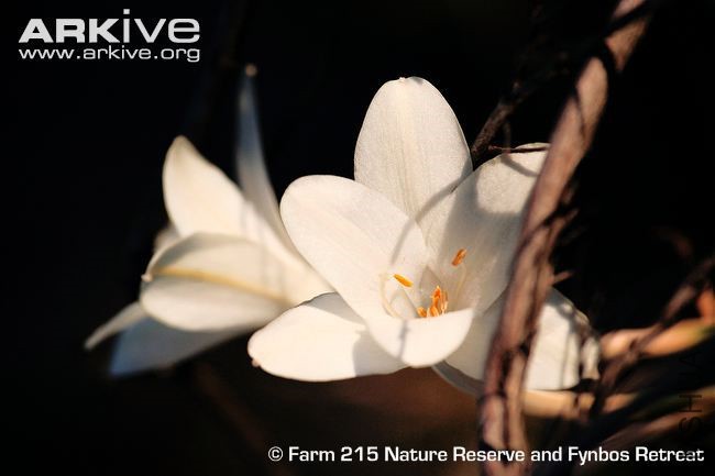 Close-up-of-a-Cyrtanthus-leucanthus-in-flower.jpg