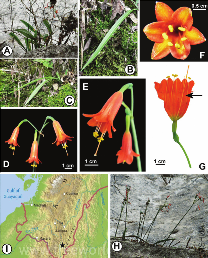 Figure-1-Stenomesson-ecuadorense-A-C-Plants-in-habit-on-limestone-cliff-D-G.png