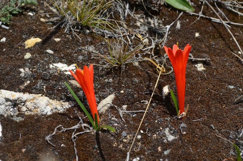 Stenomesson Oroya to Jauja GPS195a Peru_Chile 2014_0496.jpg