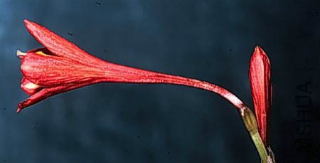 Clinanthus incarus (Stenomesson incarum).jpg