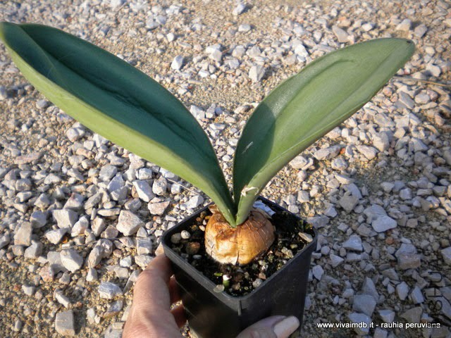 Rauhia peruviana 017.jpg