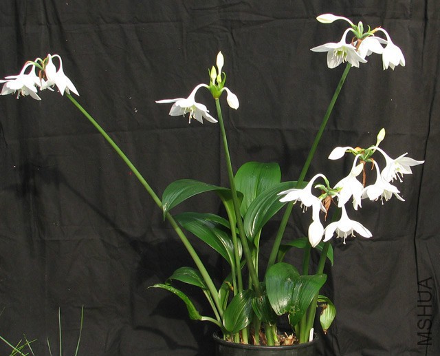 Eucharis_amazonica1NN.jpg