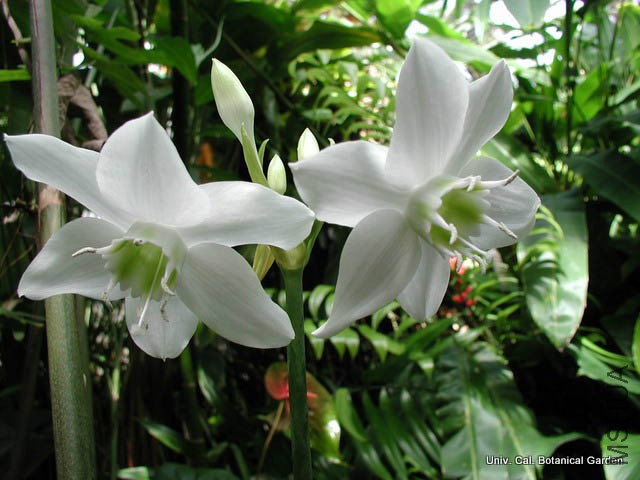 Eucharis_grandiflora1_UCBG.jpg