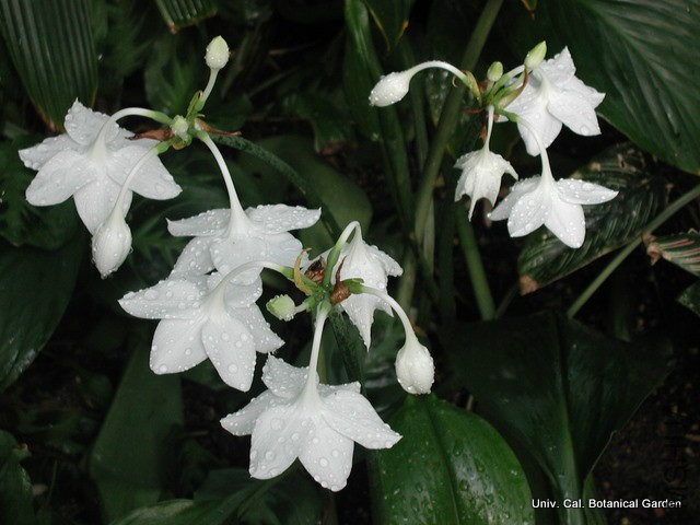 Eucharis_grandiflora2_UCBG.jpg