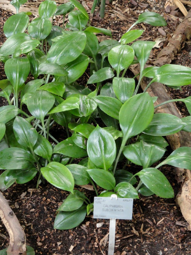 Caliphruria_subedentata_-_Copenhagen_Botanical_Garden_-_DSC07379.jpg