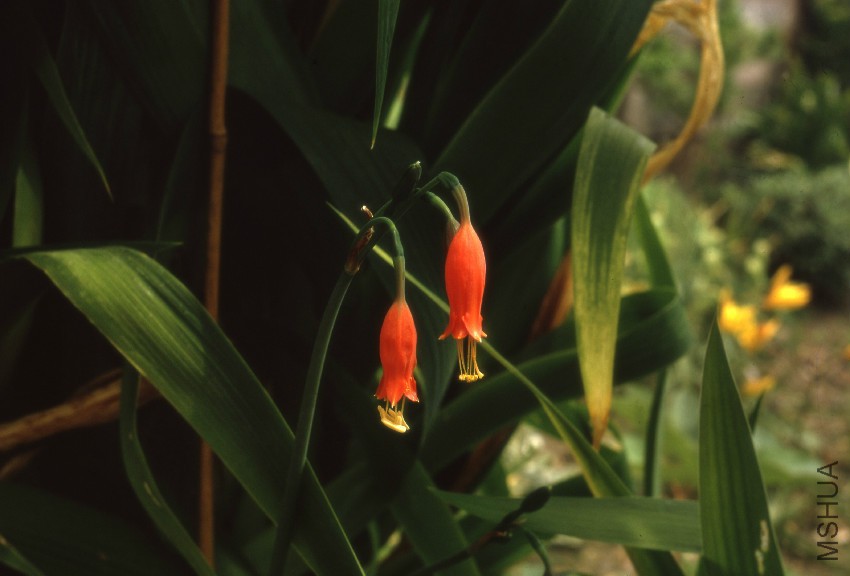 KAMRY000131_Stenomesson_ miniatum.jpg