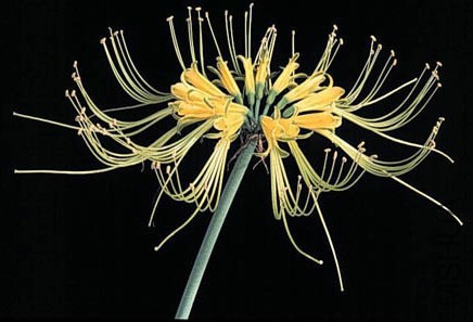 Eucrosia aurantiaca.jpg