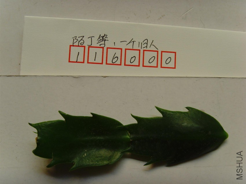 SNV34403.JPG