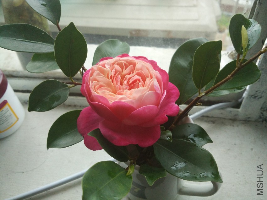 ��һ����