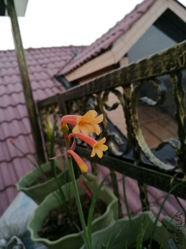 IMG_20170301_183219.jpg