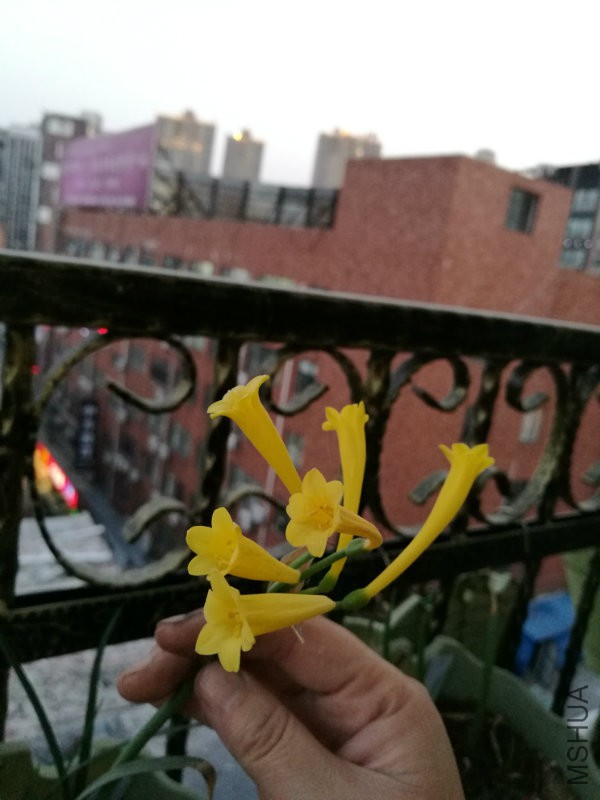 IMG_20170301_183228.jpg
