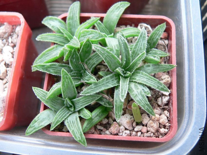 Bulbine haworthioides.jpg