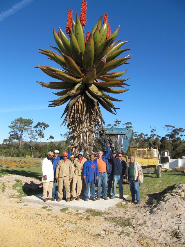 Aloe ferox - Cape Aloe  01.JPG